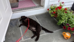 darwin on his harness leash enjoying life outside the back door