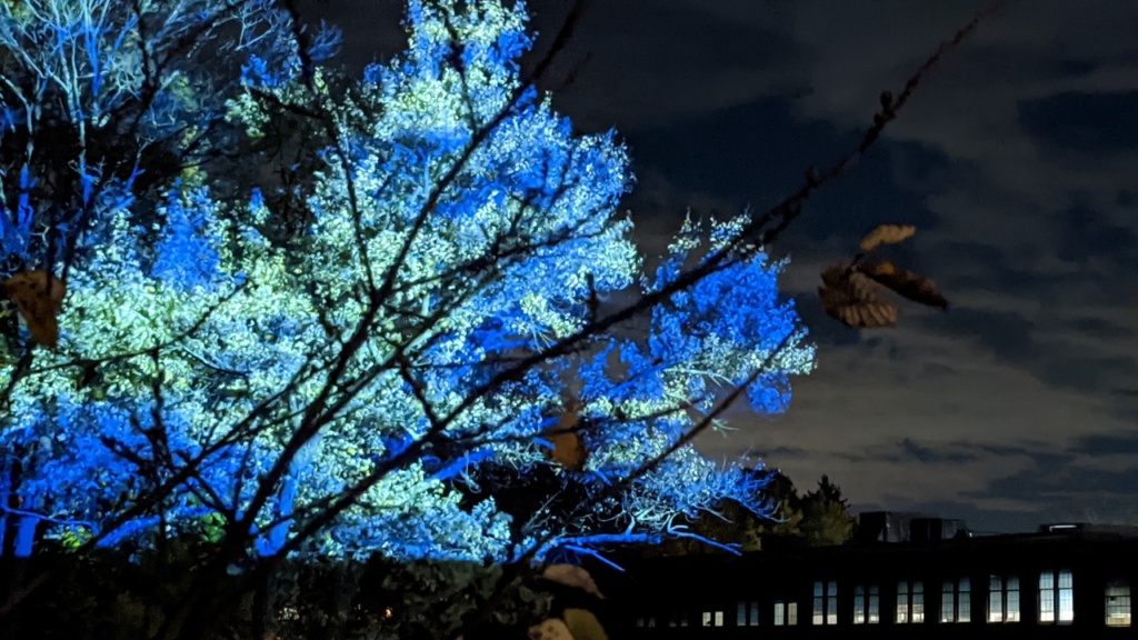 blue & green lights reflected on trees, ipswich illuminated 2020