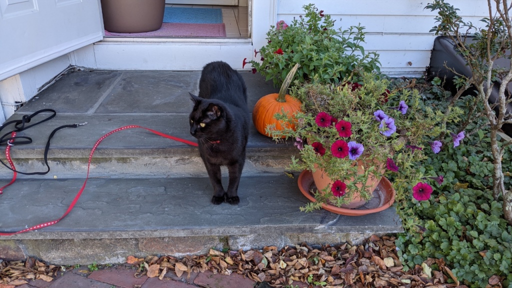 darwin on his harness leash on the back steps