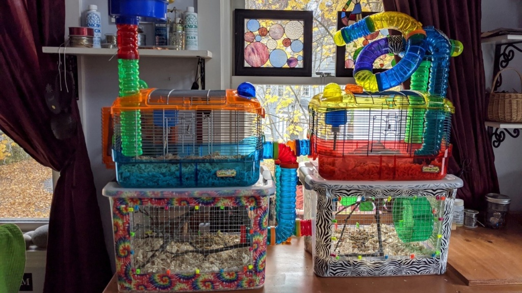 both bin cages are completed, doubling the mice's space