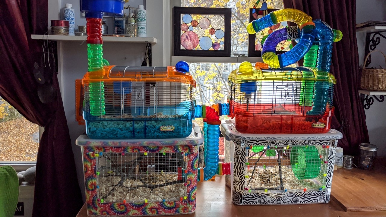Bin Cages for the Mice