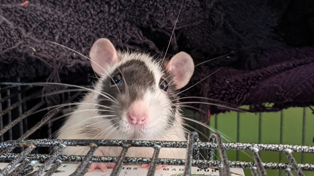 my favorite photo of Meatball the rat